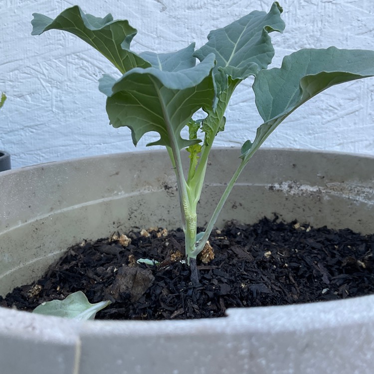 Plant image Brassica oleracea var. Italica Calabrese 'Anastya'F1