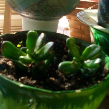 Crassula Ovata 'Ogre Ears'