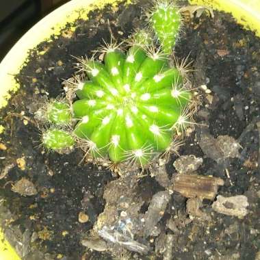 Golden barrel cactus