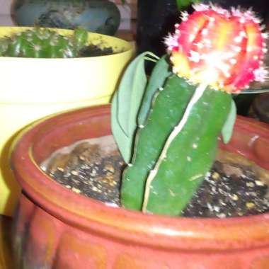 Moon Cactus (Graft)