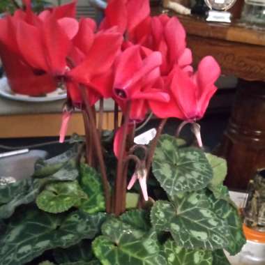 Cyclamen (Hardy)