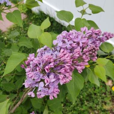 Syringa