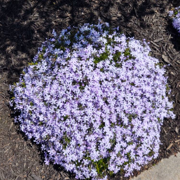 Plant image Phlox stolonifera