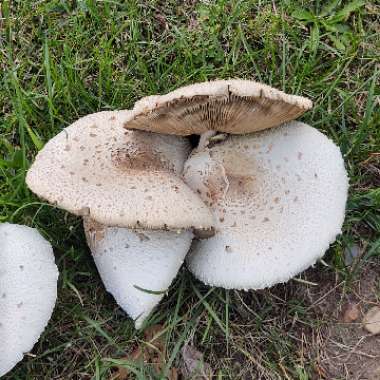 Fungus