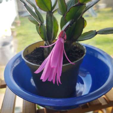 Dwarf Easter Cactus