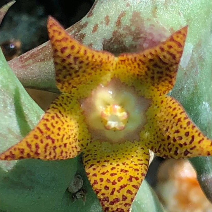 Plant image Orbea schweinfurthii