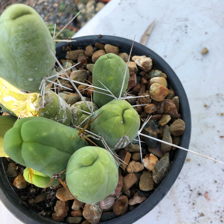 Plant image Echinopsis lageniformus 'Monstrose'