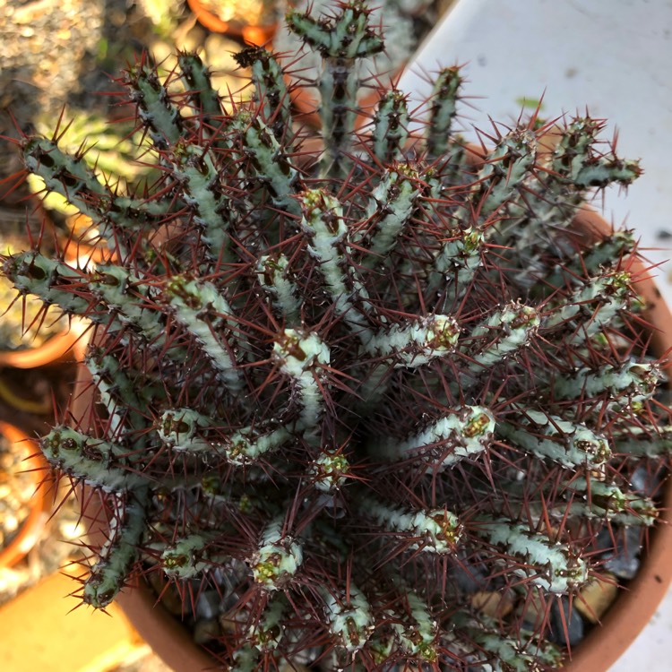 Plant image Euphorbia Aeruginosa var. Minor