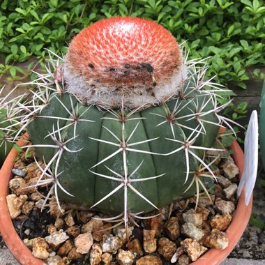 Melocactus