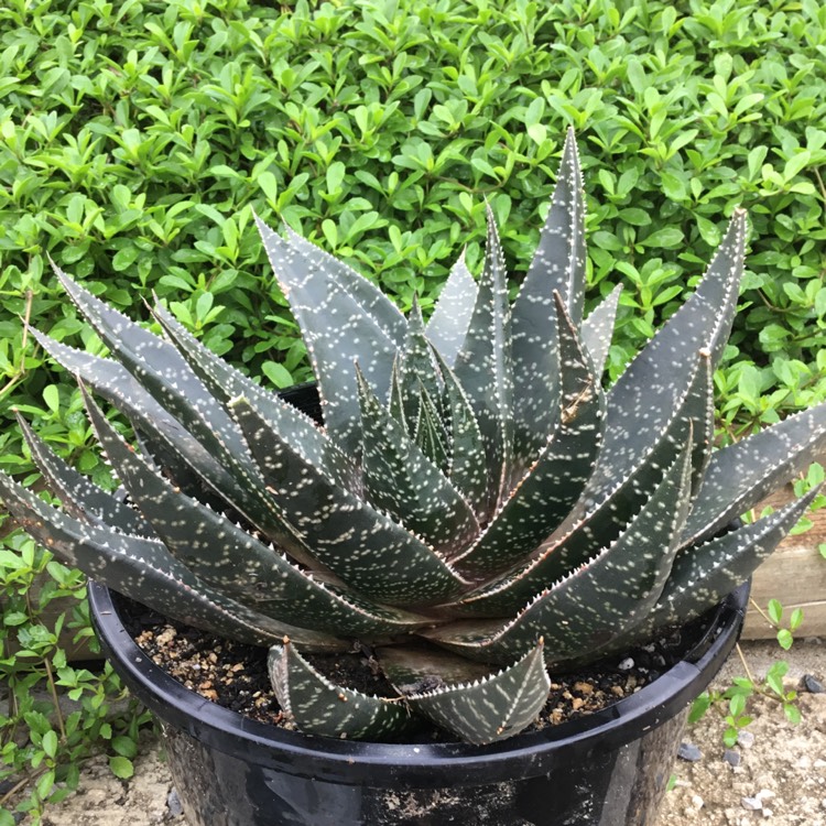 Plant image x Gasteraloe beguinii