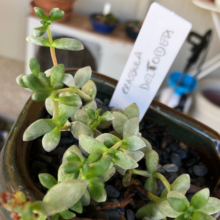 Plant image Crassula Deltoidea