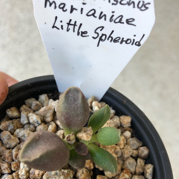 Plant image Adromischus 'Marianiae Little Spheroid'