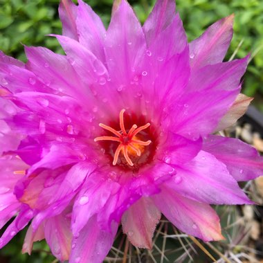 Thelocactus bicolor syn. Thelocactus bicolor var. bolaensis