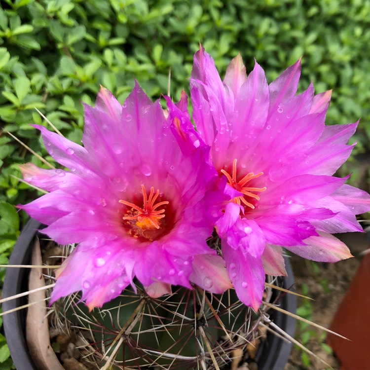 Plant image Thelocactus bicolor syn. Thelocactus bicolor var. bolaensis