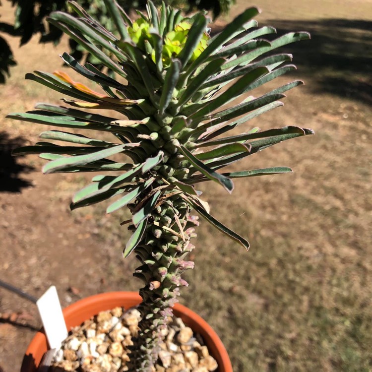 Plant image Euphorbia clandestina