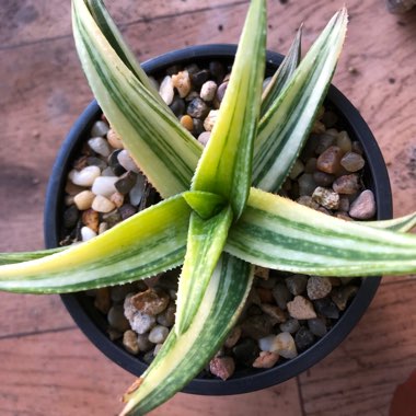 Gasteraloe Green Gold