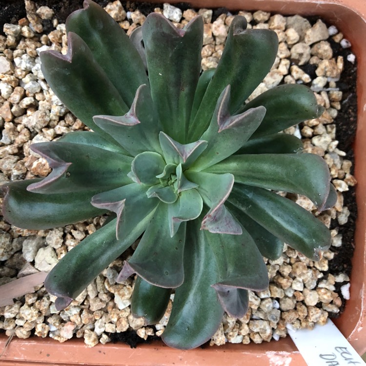 Plant image Echeveria Dark Hawk