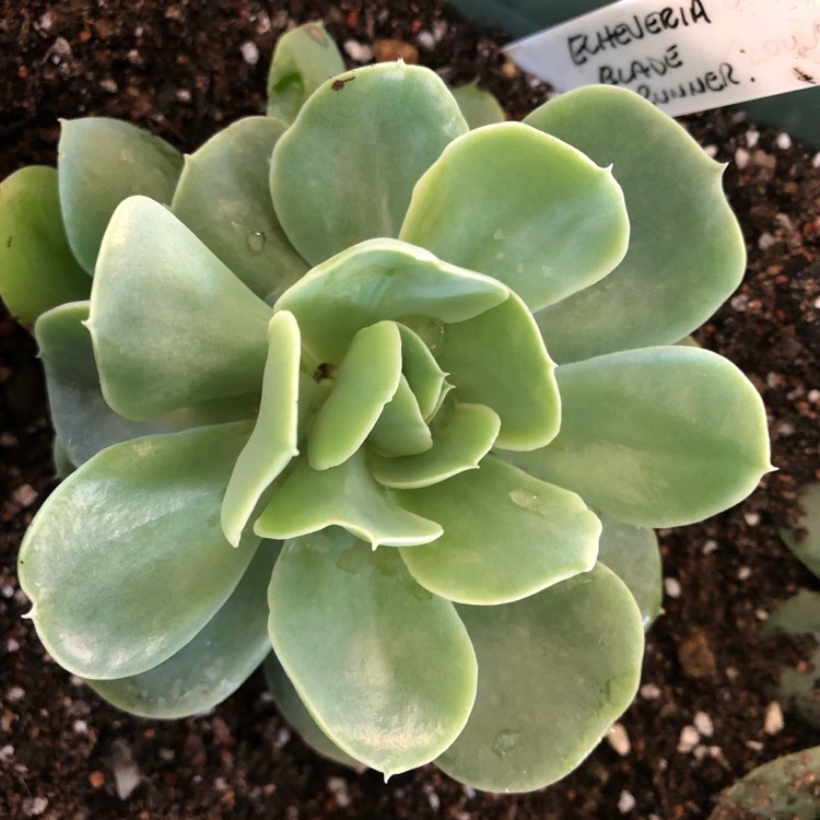 Plant image Echeveria Bladerunner