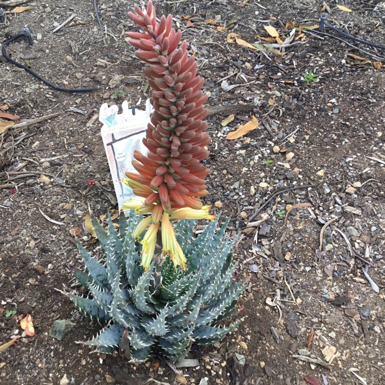 Plant image Aloe hybrid 'Mountain Gem'