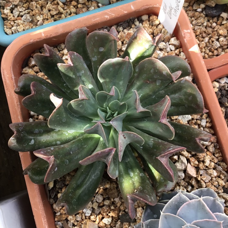 Plant image Echeveria Dark Hawk