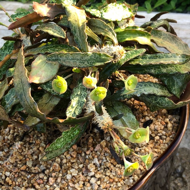 Plant image Euphorbia francoisii