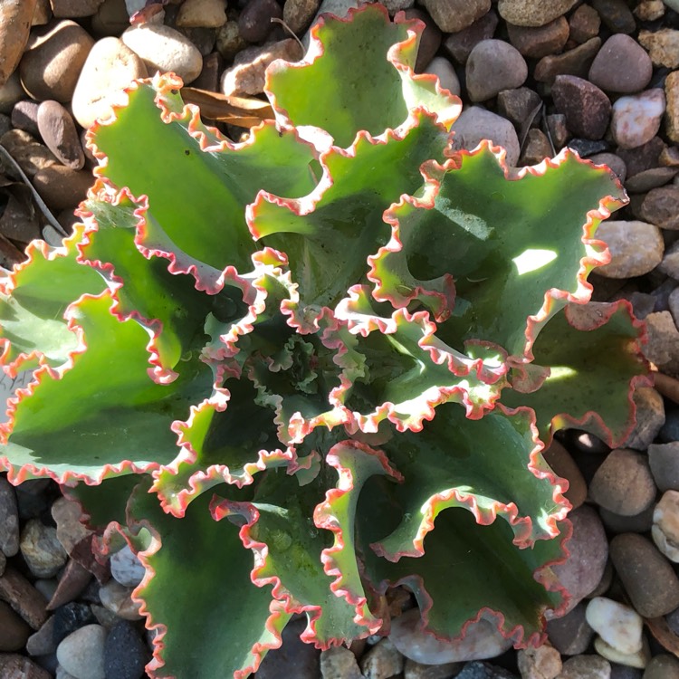 Plant image Echeveria Blue Butterfly