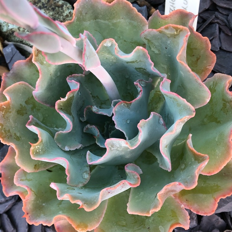 Plant image Echeveria Blue Jay