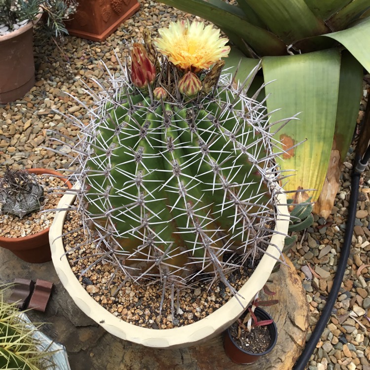 Plant image Ferocactus