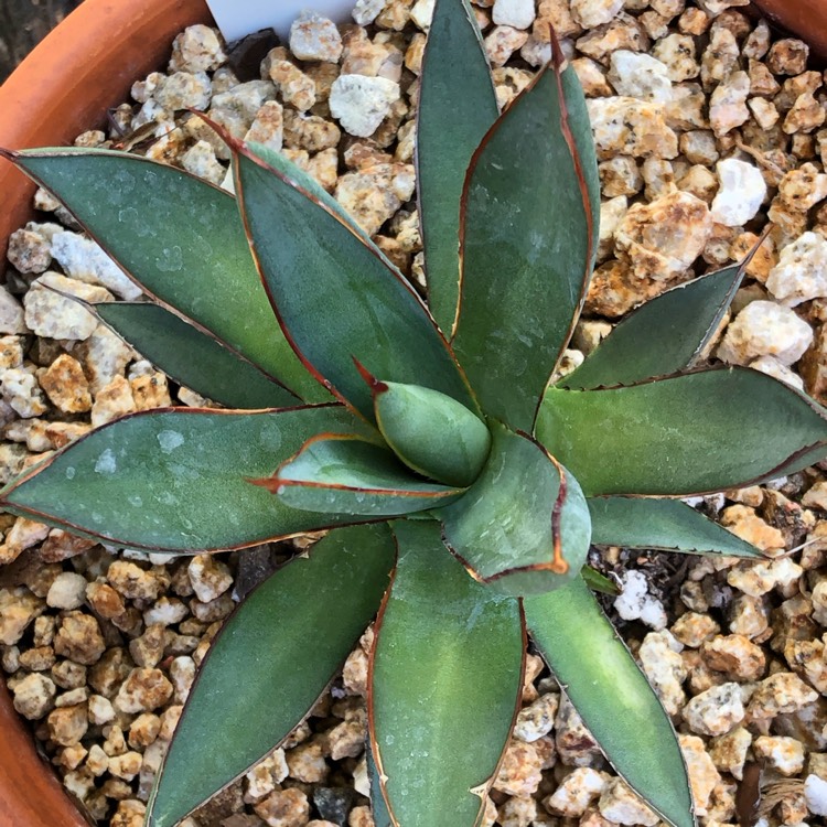 Plant image Agave Burnt Burgundy