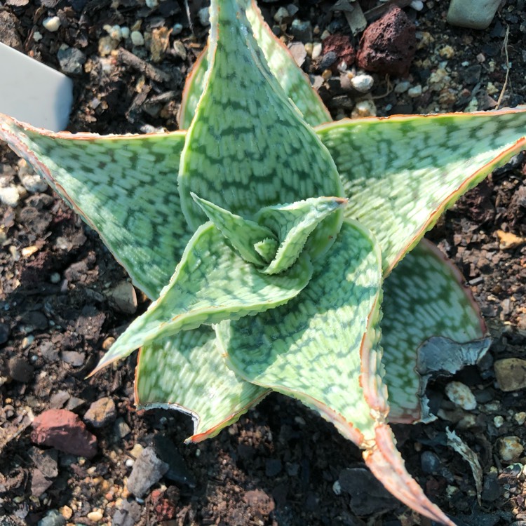 Plant image Aloe deltoideodonta 'Delta Lights'