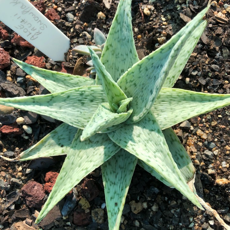 Plant image Aloe rauhii 'Snowflake'