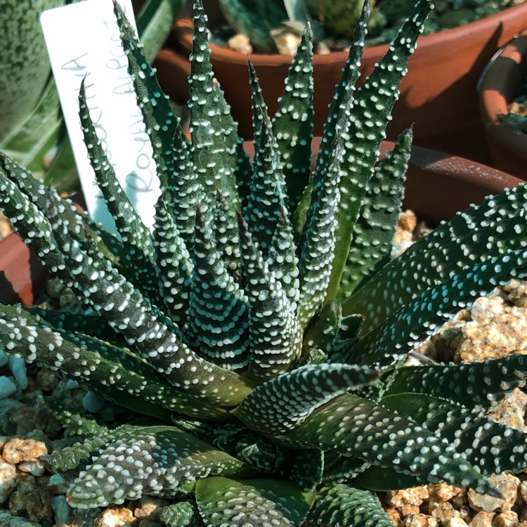 Plant image Haworthia Royal Highness