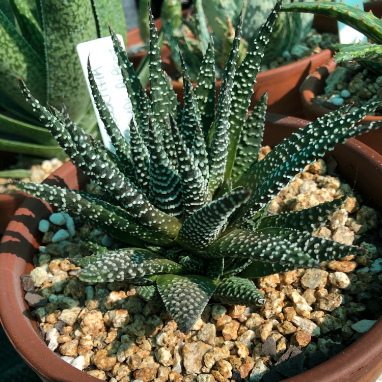 Plant image Haworthia Royal Highness