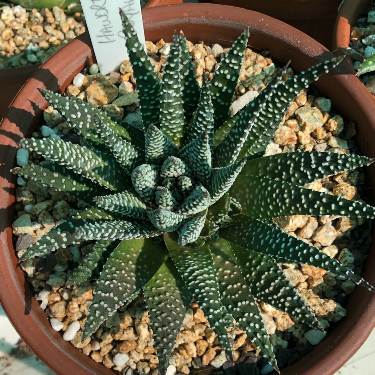 Plant image Haworthia Royal Highness