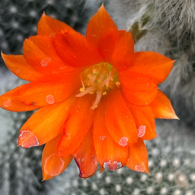 Plant image Rebutia fiebrigii 'Muscula' syn. Rebutia muscula