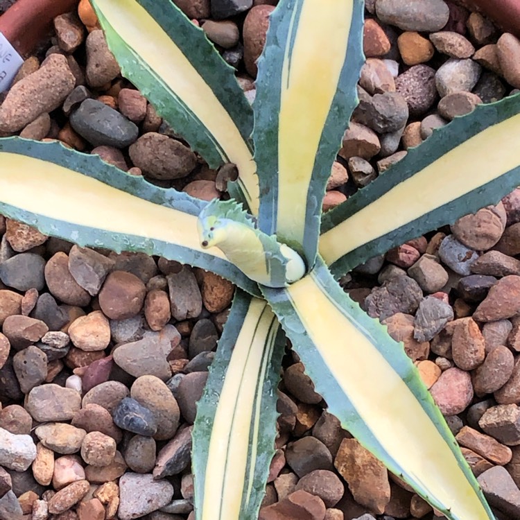 Plant image Agave Aurea