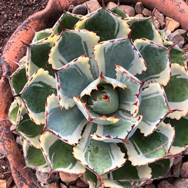 Agave 'Kissho Kan'