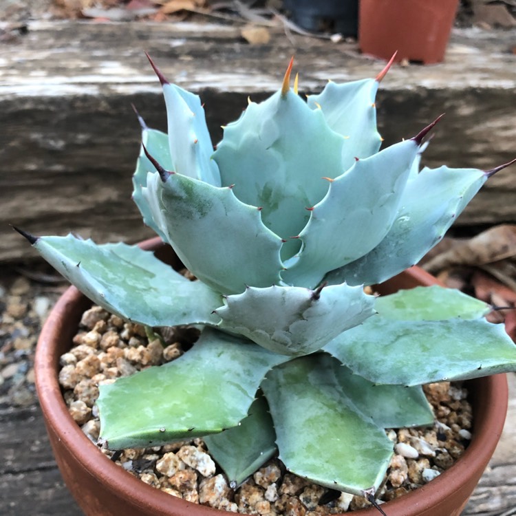 Plant image Agave Isthmensis