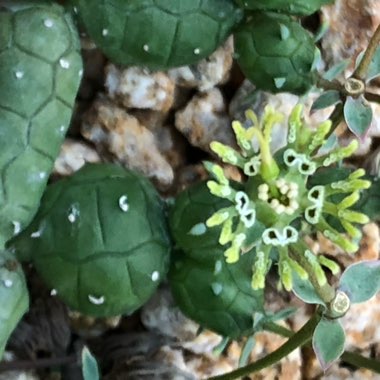 Euphorbia globosa