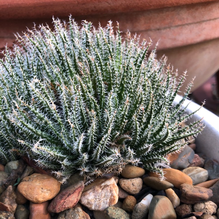 Plant image Aloe haworthioides