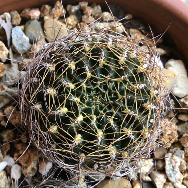 Plant image Rebutia glomeriseta syn. Sulcorebutia candiae, Rebutia candiae, Sulcorebutia arenacea var. candiae