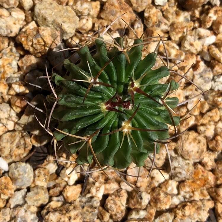 Plant image Stenocactus crispatus syn.Echinofossulocactus lamellosus,Stenocactus lamellosus