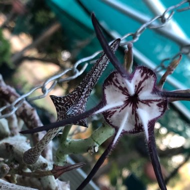 Ceropegia Stapeliiformis