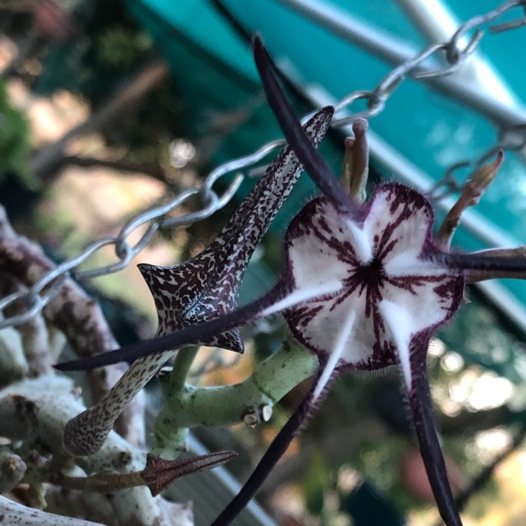 Plant image Ceropegia Stapeliiformis