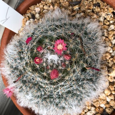 Mammillaria bocasana 'Roseiflora'