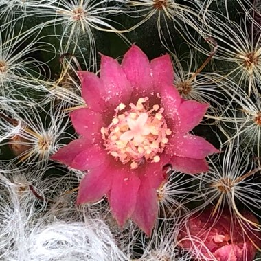 Mammillaria bocasana 'Roseiflora'