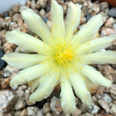 Copiapoa Cinerea