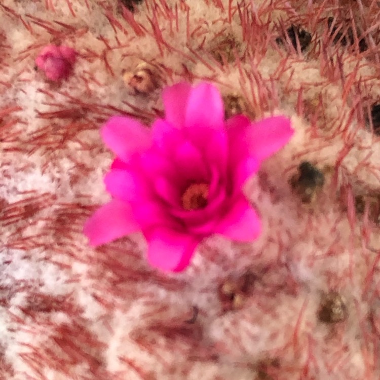 Plant image Melocactus