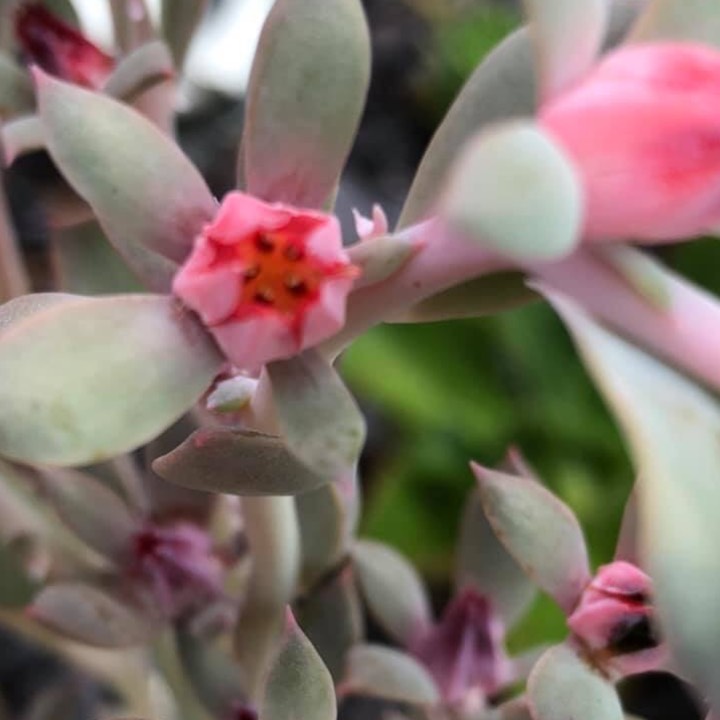 Plant image Echeveria Curls