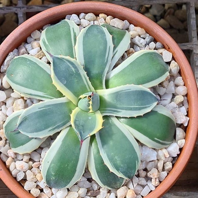 Plant image Agave parryi 'Cream spike'